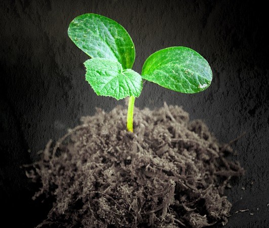 Heart-Soul-Mind.org blog heading